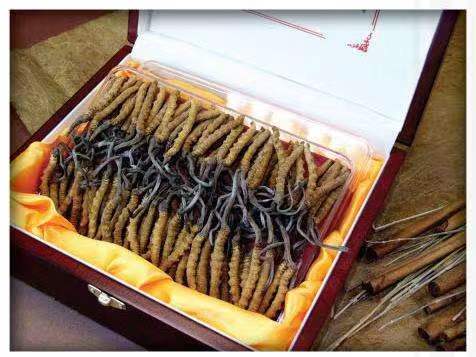 轮台冬虫夏草回收